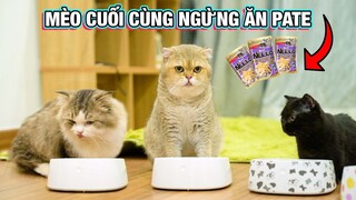 CHÚ MÈO CUỐI CÙNG NGỪNG ĂN PATÊ?