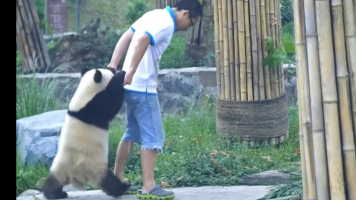 “Manyue Mei” has been a cute “little bear spirit” from childhood to adulthood. Now, his two kids, “Y