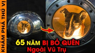 🔥 Chú Chó Bị Bỏ Quên 65 Năm Ngoài Vũ Trụ Và 7 Câu Chuyện Đẫm Nước Mắt Về Cuộc Đời Của Phi Hành Gia