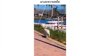 มาแจกความสดใส
