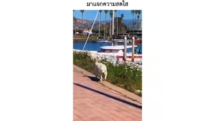 มาแจกความสดใส