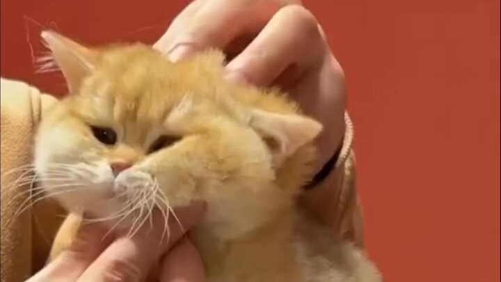 "Cute cover, divine content"