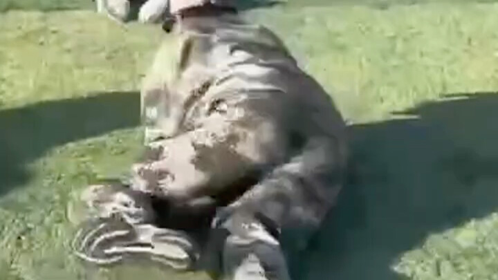 Who would have thought he could "crawl forward" so fast? Funny military training!
