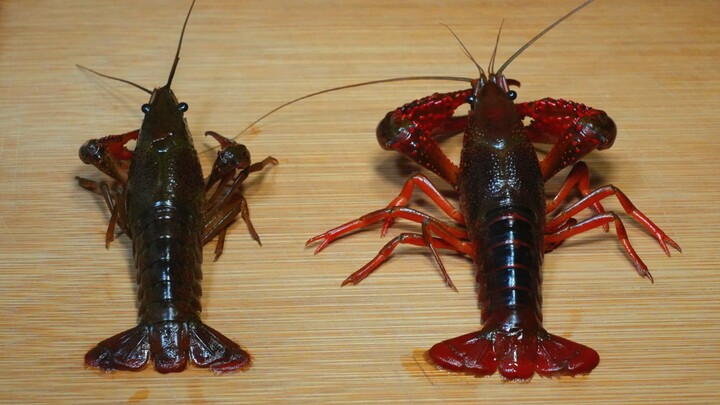Don't just buy crayfish randomly—turns out there's such a big difference between males and females! 