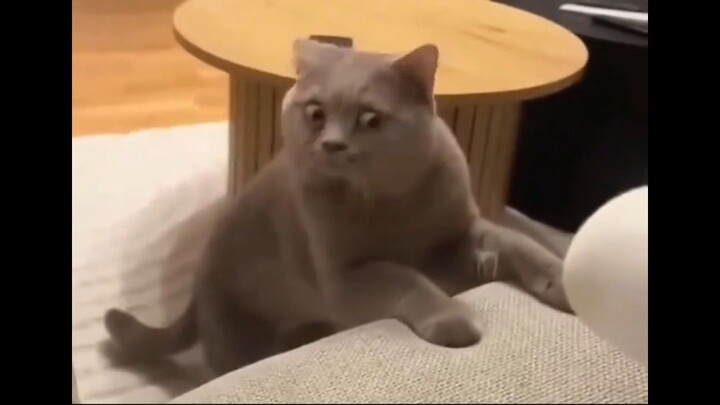 Funny Momments CATS and DOGS