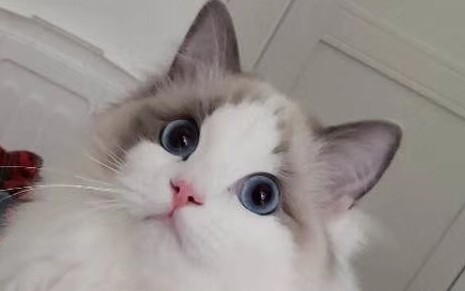 Beautiful Ragdoll Cat Got Shaved! Angry Cat!