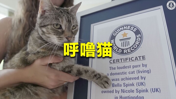 The cat with the loudest purr: a deafening 54.59 dB—about as loud as a boiling kettle!