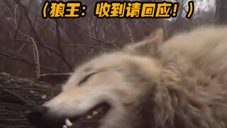Wolf King: เข้าใจแล้ว ช่วยตอบกลับด้วย Positive Wolf: เข้าใจแล้ว! Tanking Wolf: อยู่ให้รอดนะ...