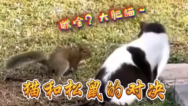 猫咪与松鼠：跨越种族的趣味对决！
