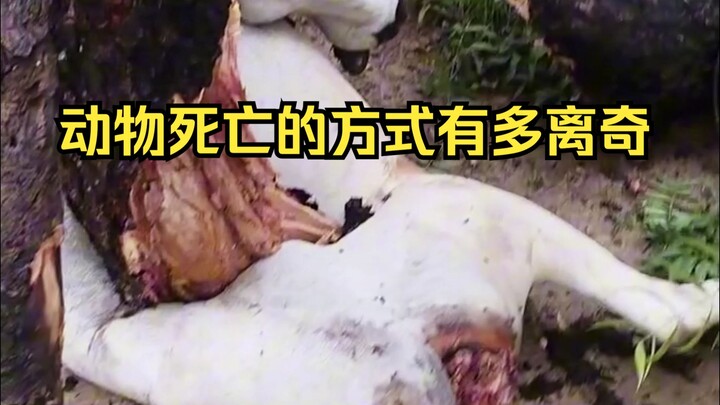 动物离奇死亡鉴定44
