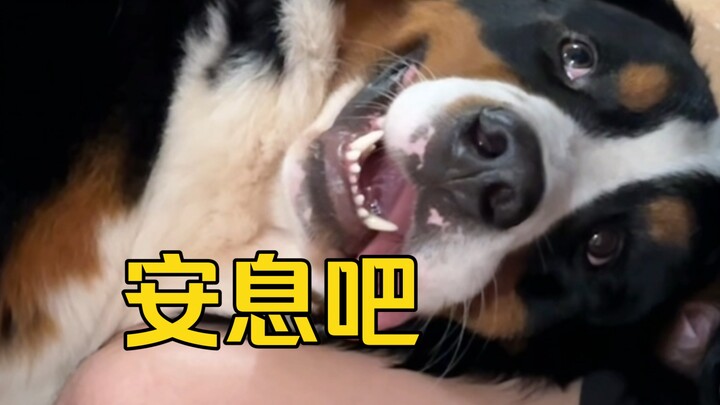 After my dog of ten years bit my brother, I still decided to get rid of it…