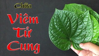 Cách chữa viêm cổ tử cung tại nhà bằng nguyên liệu tự nhiên sẵn có tại vườn nhà bạn