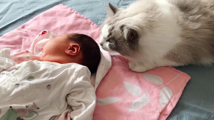 Mèo|Cuộc gặp gỡ đầu tiên giữa mèo Ragdoll và đàn mèo con mới sinh