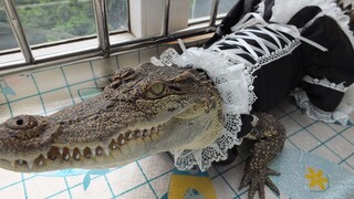 Have you ever heard the cry of a dragon maid?