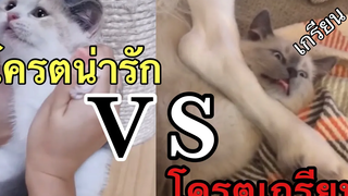 แมวน่ารักVSแมวเกรียน 3 funny cat compilation แมวเหมียว