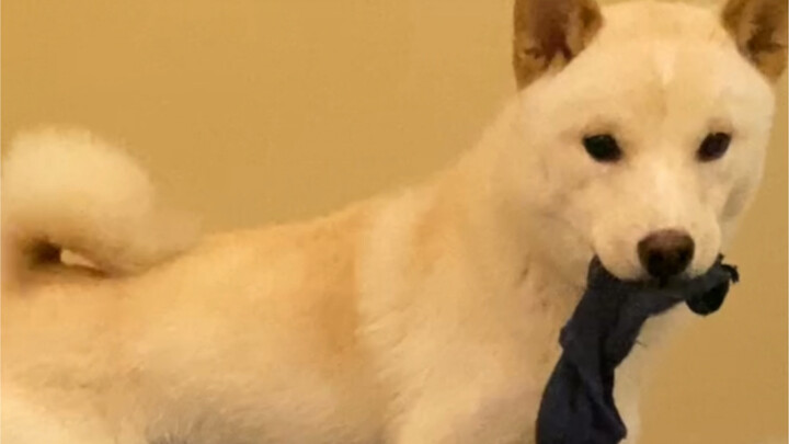 Rasakanlah kebahagiaan tidur bersama anjing