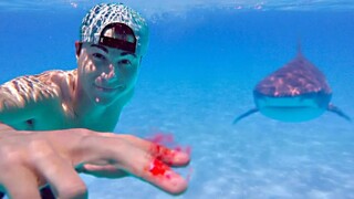 A former NASA engineer conducted a hardcore experiment: Are sharks attracted to blood?