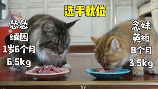 缅因猫真的很能吃么，我今天测试了下……