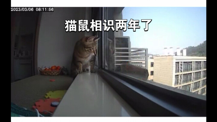 小猫和松鼠的故事已经持续快两年啦～
