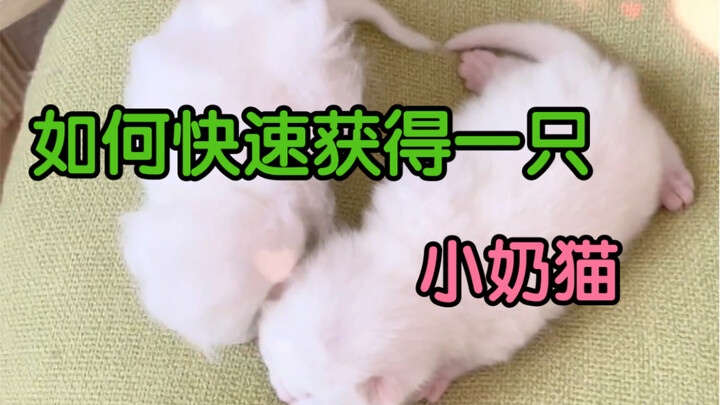 นี่คงเป็นการแบ่งเซลล์แบบไมโทซิสของเจ้าเหมียวน้อยล่ะ!