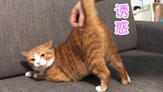 翘 屁 嫩 猫