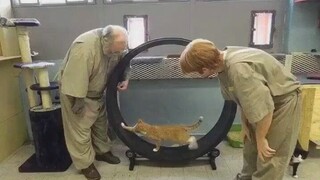 Inmates in Indiana prison can adopt a kitten if they behave well!