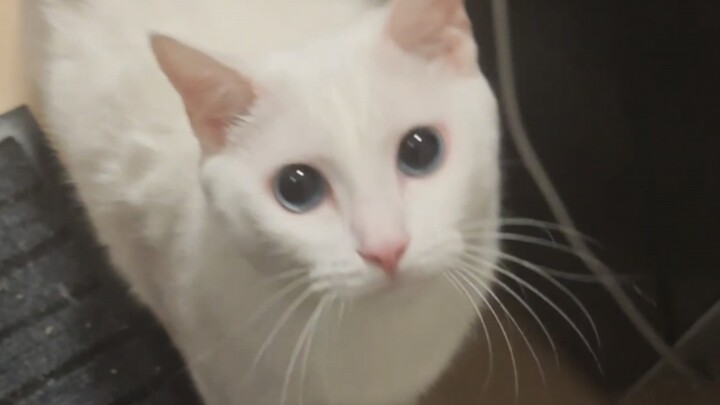 How Severe Can a Cat's Separation Anxiety Be?