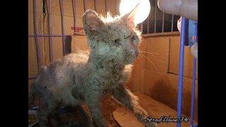 Mange Kitten Recovering A Lot