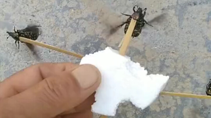 Nih, saya tunjukin drone biologis generasi terbaru yang saya ciptakan: biaya nol, cuma butuh 4 ekor 