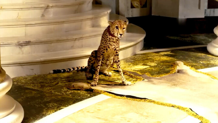 Leopard: You’re so high and mighty, tossing me something you clearly knew was poisoned! I’m starting