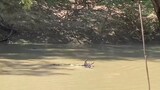 crocodile hungry attack in crossing,,