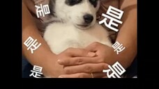 爱优腾又打起来了 本剧粉很开心 又有剧可以追了# 仙剑四vs仙剑六 # 虞书欣# 许凯# 鞠婧祎# 陈哲远 胡歌刘亦菲杨幂刘诗诗