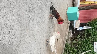 white butcher 2x winner