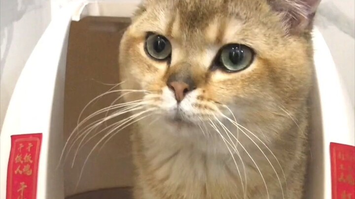 Kucing jantan yang dibeli seharga 2800 langsung rugi 9300 begitu sampai—setelah sembuh, belum tentu 