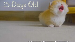 Makhluk paling imut! Catatan pertumbuhan kucing Persia Inggris berusia 0 hingga 1 bulan