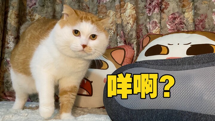 Mèo Quảng Đông nói giọng địa phương～meo? Meo à?