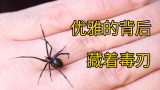 【欧阳锋开箱】美国境内最致命蜘蛛！闻风丧胆黑寡妇