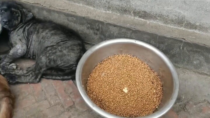 urgent! Please! In order to treat the abandoned fur babies, the base will run out of food. Please he