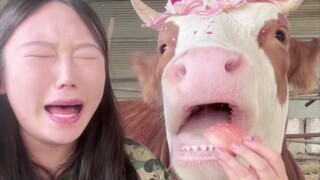 Sapinya nggak mau makan makanan yang sudah dimakan pemiliknya? Nggak apa-apa. Menangislah sebentar, 