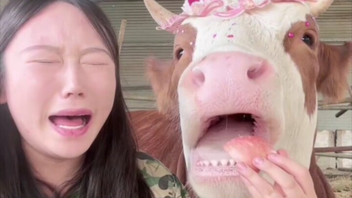 牛牛不吃主人吃过的食物？没关系哭一下就吃了