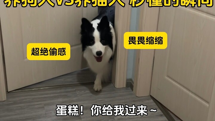 The moment dog owners understand instantly vs. the moment cat owners understand instantly