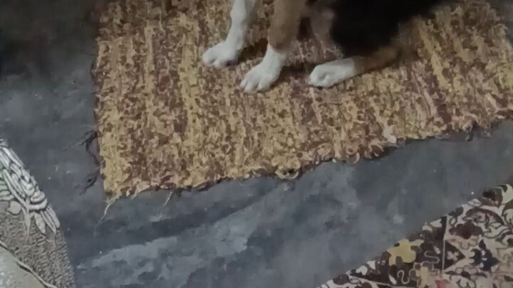 🐶❤️ जब इस प्यारे डॉगी ने खाना मांगा तो दिल पिघल गया 🥹 | Cute Dog Asking for Food