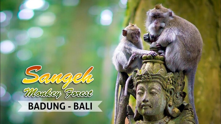 Sangeh Monkey Forest | Badung - Bali