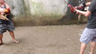 David vs Goliath #oneshotonekill