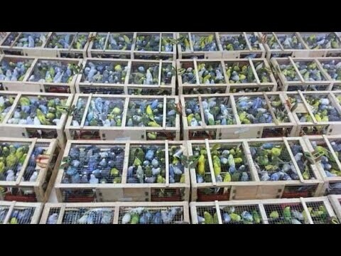 Banjir burung Rp 8 Ribu. Update harga burung Terbaru Kios DWI Sidoarjo.