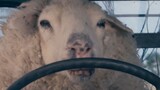 Domba berubah menjadi zombie, bisa bertingkah lucu dan mengemudi, film thriller komedi "Crazy Sheep"