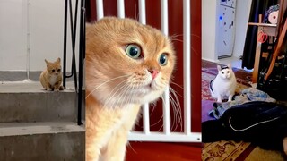Feel the wonderful sounds of different cats