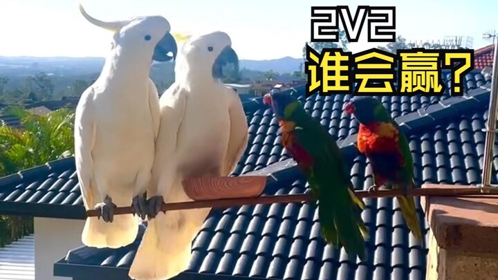 Amazing animal videos!