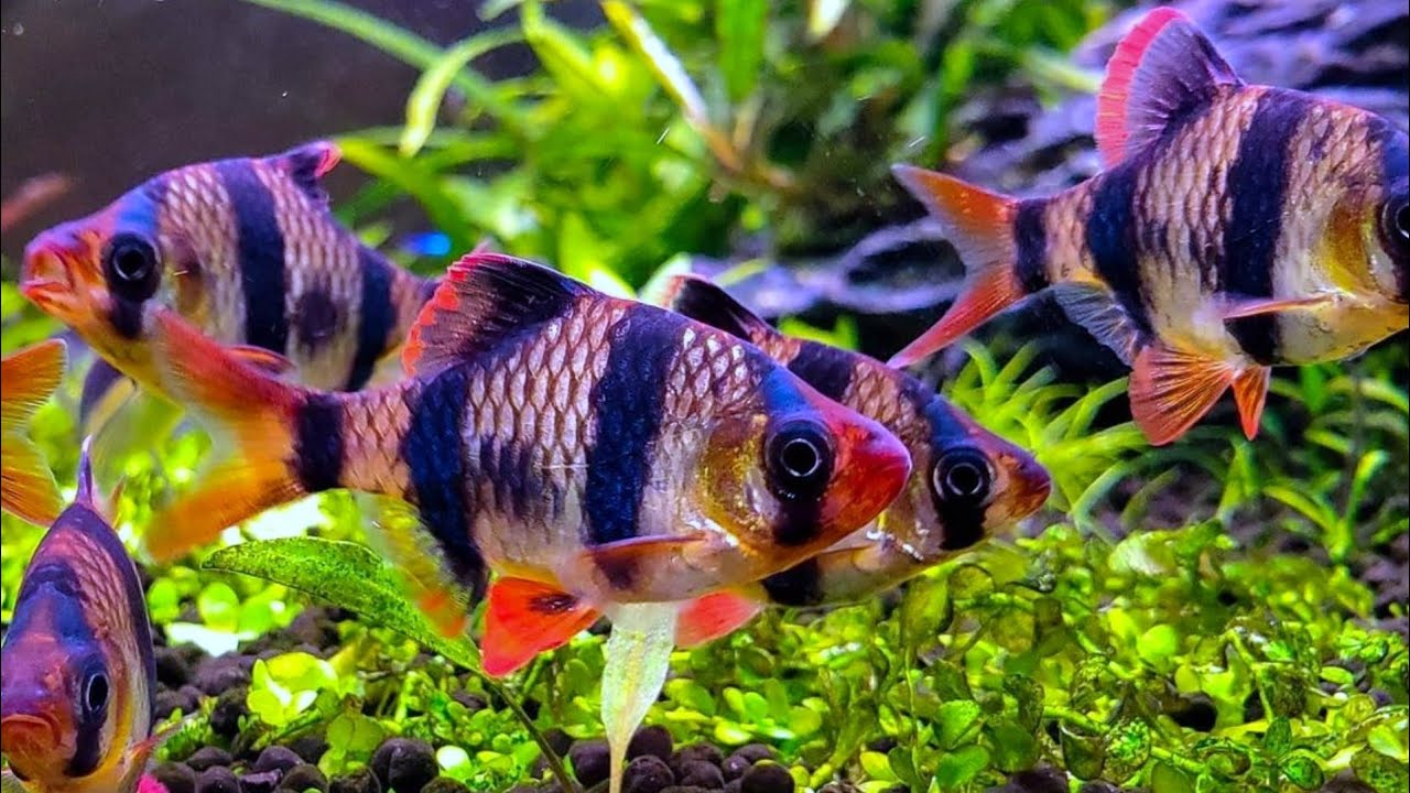 ikan tiger barb