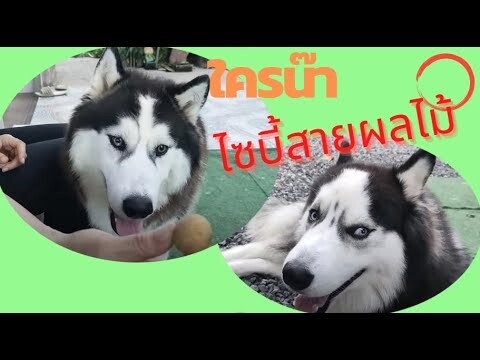 พี่มะขาม น้อง มะตูม ใครน๊า ไซบี้สายผลไม้ l มะขามปึกน้อยลูกข้าวจ้าว ep319